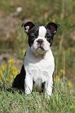 BOSTON TERRIER 187